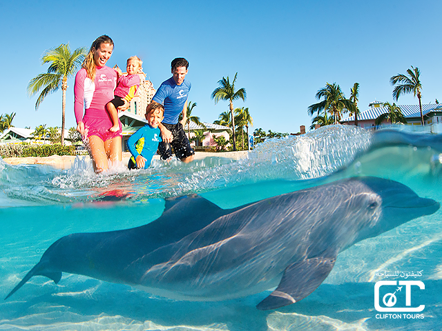 Dolphin Shallow Water